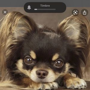 Meet your Posher, Eliza